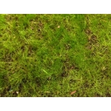 y13705 庭園造景-人工草皮- 綠青苔草皮(方形)